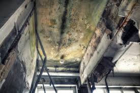 Mold Documentation for Insurance Claims in Spartanburg, SC